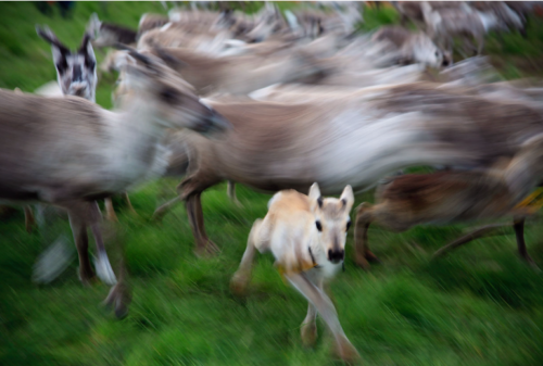 Uusisivu.fi: Saamelaiset ohitettiin räikeästi Nato- ja DCA-prosesseissa